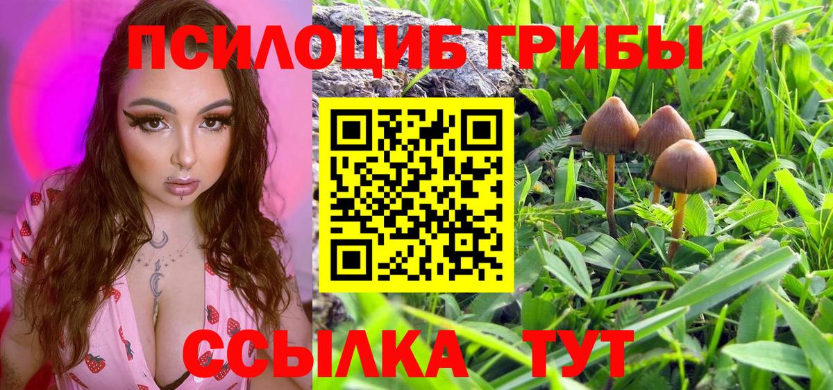 Псилоцибиновые грибы Cubensis Саянск